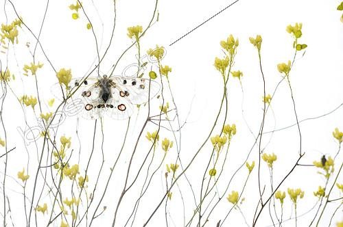 Biosphoto | 2090792 | Apollo (Parnassius apollo) warming at dawn on white background | &copy; Pedro Javier Pascual Hernandez / Biosphoto
