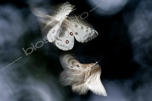 Biosphoto | 2090794 | Apollos (Parnassius apollo) in flight | &copy; Pedro Javier Pascual Hernandez / Biosphoto