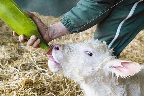 Biosphoto | 2581586 | Après le vêlage d'une vache charolaise, l’éleveur la trait et donne son colostrum à boire au veau dans un biberon pour assurer sa première buvée et lui donner des forces. France | &copy; Claudius Thiriet / Biosphoto