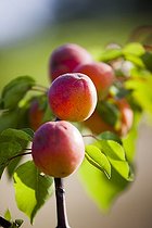 Biosphoto | 1935053 | Apricot tree 'Bergeron' in fruit in a garden | &copy; Jean-Michel Groult / Biosphoto