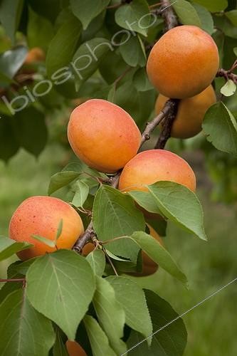 Biosphoto | 1637346 | Apricot tree 'Kioto' in fruit in a garden | &copy; NouN / Biosphoto