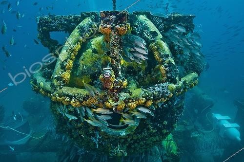Biosphoto | 1934157 | Aquarius Reef Base in the Reef - Conch Reef Florida ;  Schoolmaster Snappers (Lutjanus apodus) hide under the steel structures, coverd by Orange Cup Corals<br>(Tubastraea coccinea) , some of these have their yellow polyps opened, due to depth and low-light (normally only at night) | &copy; Christoph Gerigk / Biosphoto