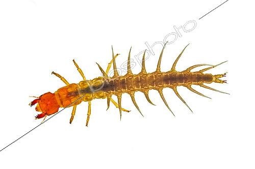 Biosphoto | 2433954 | Aquatic, larval stage of a dobsonfly, also known as a hellgrammite, Shasta County, CA USA. | &copy; Stuart Wilson / Biosphoto