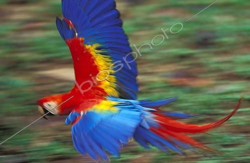Biosphoto | 1335 | Ara rouge en vol Tambopata Amazonie Pérou | &copy; Theo Allofs / Biosphoto