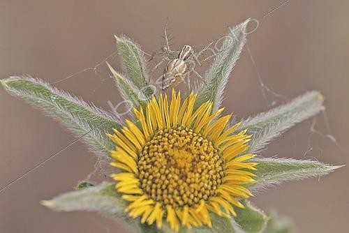 Biosphoto | 2615352 | Araignée lynx (Oxyopes heterophthalmus) sur Pallénis épineux (Pallenis spinosa), dans la garrigue un matin d'été, à Esparron-de-Verdon, Parc Naturel Régional du Verdon, Alpes-de-Haute-Provence, Provence-Alpes-Côte d’Azur, France. | &copy; Yves Noto Campanella / Biosphoto