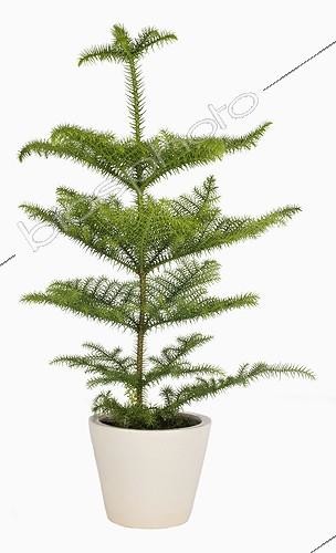 Biosphoto | 562665 | Araucaria in studio | &copy; Claudius Thiriet / Biosphoto