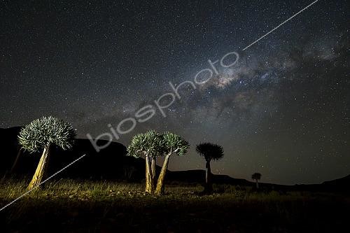 Biosphoto | 2615287 | Arbre à carquois (Aloidendron dichotoma) et la galaxie de la Voie lactée près de Wupperthal, dans les montagnes de Cederberg, au Cap-Occidental, en Afrique du Sud. | &copy; Roger de La Harpe / Biosphoto