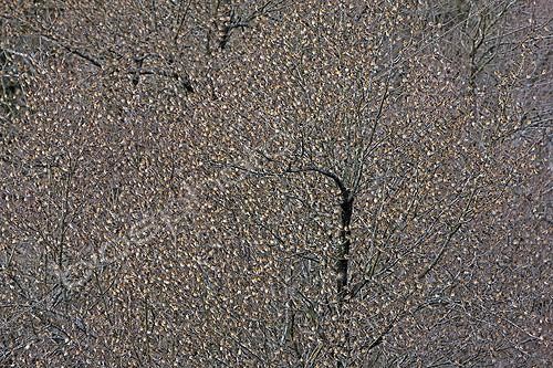 Biosphoto | 1211401 | Arbres chargés de Pinsons du Nord en migration hivernale ; Lors d'hivers rigoureux dans leur aire de répartition hivernale, les Pinsons du Nord peuvent se déplacer en groupe immenses plus au sud, à la recherche de leur nourriture favorite : les faînes du hêtre. | &copy; Juan-Carlos Muñoz / Biosphoto