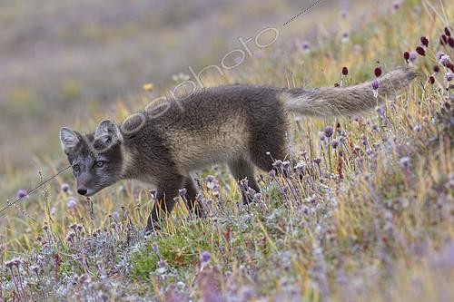 Biosphoto | 2099403 | Arctic fox (Alopex lagopus) in tundra, Wrangel Island, Chukotka, Russia | &copy; Samuel Blanc / Biosphoto