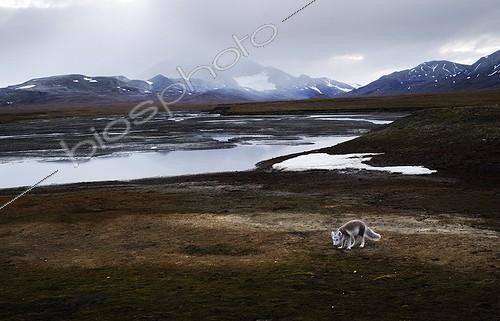 Biosphoto | 1871671 | Arctic Fox in Spitsbergen tundra  | &copy; Thierry Vezon / Biosphoto