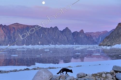Biosphoto | 1849835 | Arctic fox making his night rounds on the beach | &copy; Pierre Vernay / Biosphoto
