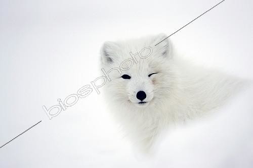 Biosphoto | 423124 | Arctic Fox sat in snow battling with polar cold in Iceland ; The animal gaze at the photographer. | &copy; Erwan Balança / Biosphoto