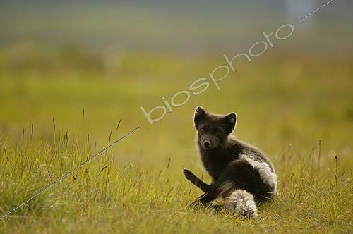 Biosphoto | 436859 | Arctic fox  surprised grooming in a meadow in Iceland ; The picture shows the remains of winter fur on the flanks and the tail of the animal. | &copy; Erwan Balança / Biosphoto