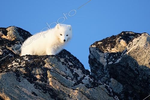 Biosphoto | 2561253 | Arctic fox (Vulpes lagopus) in the hills of Cape Swainson, east coast of Greenland | &copy; Pierre Vernay / Biosphoto