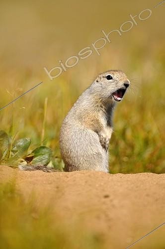 Biosphoto | 684307 | Arctic Ground Squirrel warning above its burrow Alaska | &copy; Fabrice Simon / Biosphoto