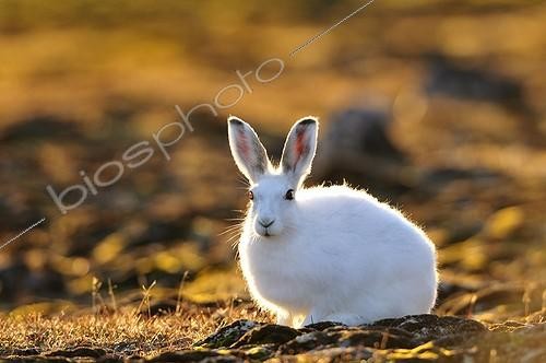 Biosphoto | 1418918 | Arctic hare in Cape Hoegh during the Arctic night Greenland | &copy; Pierre Vernay / Polar Lys / Biosphoto
