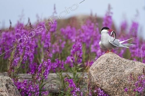 Biosphoto | 1991194 | Arctic Tern holding fish near fireweed - Hudson Bay Canada | &copy; Paul Souders / Biosphoto