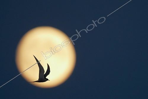 Biosphoto | 1843881 | Arctic Tern in flight Utö Finland | &copy; Markus Varesvuo / Biosphoto
