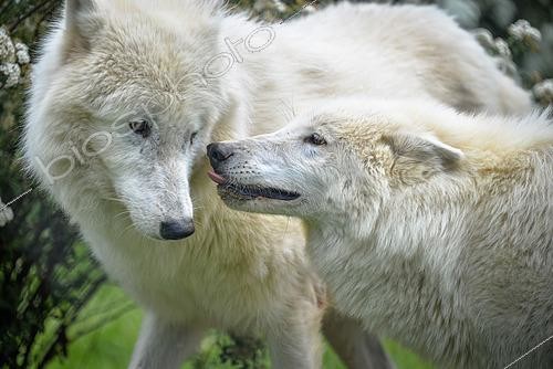 Biosphoto | 2462124 | Arctic wolf (Canis lupus arctos) pair in spring | &copy; Stéphanie Meng / Biosphoto