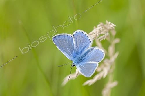Biosphoto | 1880268 | Argus male blue on spike grass Lorraine France  ; Calcareous grassland  | &copy; Stéphane Vitzthum / Biosphoto