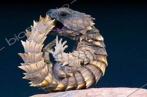 Biosphoto | 2064028 | Armadillo girdled lizard (Cordylus cataphractus), South Africa, South Africa | &copy; Matthijs Kuijpers / Biosphoto