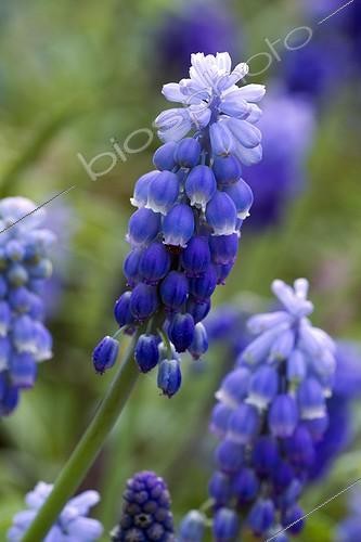 Biosphoto | 2076763 | Armenian grape hyacinth (Muscari armeniacum) flowers | &copy; Frédéric Tournay / Biosphoto