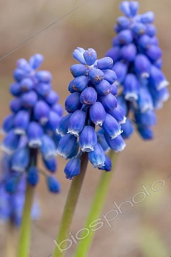 Biosphoto | 2498554 | Armenian grape hyacinth (Muscari armeniacum), Gard, France | &copy; Marie Aymerez / Biosphoto