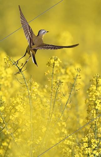 Biosphoto | 2078605 | Ashy-headed Wagtail (Motacilla flava) flying out of a rapeseed field in bloom, Belgium | &copy; Philippe Moës / Biosphoto