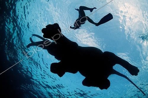 Biosphoto | 2047685 | Asian Elephant and diver swimming - Andaman Islands India  | &copy; Mike Korostelev / Biosphoto