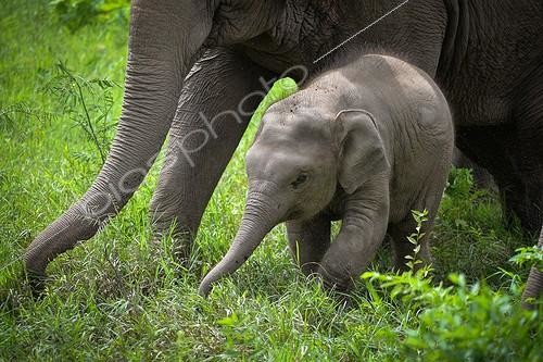 Biosphoto | 2030655 | Asian Elephant and young pulling grass - Thailand  ; Elephant Nature Park | &copy; Stéphanie Meng / Biosphoto