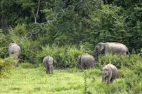 Biosphoto | 2279064 | Asian Elephant (Elephas maximus) Family, Thailand | &copy; Henry Ausloos / Biosphoto
