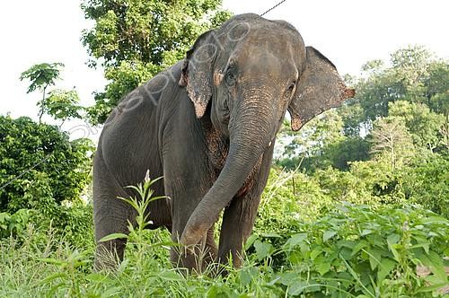 Biosphoto | 2279058 | Asian Elephant (Elephas maximus), Thailand | &copy; Henry Ausloos / Biosphoto