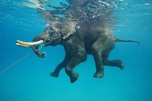 Biosphoto | 2047687 | Asian Elephant swimming in sea - Andaman Islands India  | &copy; Mike Korostelev / Biosphoto