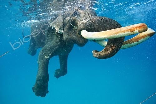 Biosphoto | 2047688 | Asian Elephant swimming in sea - Andaman Islands India | &copy; Mike Korostelev / Biosphoto