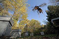 Biosphoto | 1293753 | Asian hornet flying near hives | &copy; Pascal Goetgheluck / Biosphoto