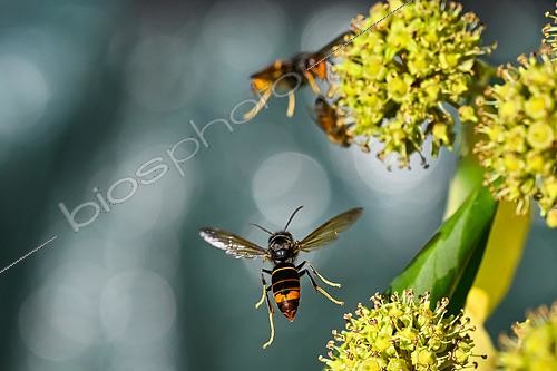Biosphoto | 2613978 | Asian hornet, yellow-legged hornet (Vespa velutina) hunting a honeybee (Apis mellifera) foraging on flowering climbing ivy, Lorraine, France. | &copy; Stéphane Vitzthum / Biosphoto