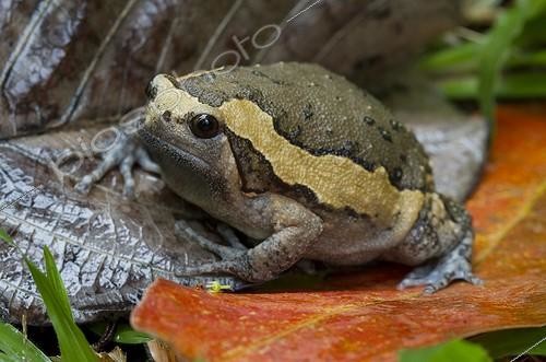 Biosphoto | 1359964 | Asian painted Bullfrog in rainforest  Krabi Thailand | &copy; Lee Dalton / Biosphoto