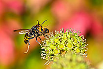 Biosphoto | 2621147 | Asian predatory hornet (Vespa velutina) capturing a honeybee (Apis mellifera) foraging on flowering climbing ivy, Saizerais, Lorraine, France. | &copy; Stéphane Vitzthum / Biosphoto