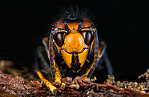 Biosphoto | 2621146 | Asian predatory hornet(Vespa velutina) queen portrait, deadwood and forest floor fauna, winter, Bouxières-aux-dames, Lorraine, France. | &copy; Stéphane Vitzthum / Biosphoto