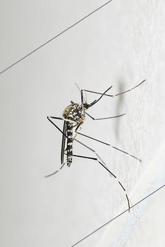 Biosphoto | 2554603 | Asian tiger Mosquito (Aedes albopictus) on a wall, Bouxières-aux-dames, Lorraine, France | &copy; Stéphane Vitzthum / Biosphoto