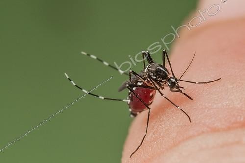 Biosphoto | 1796372 | Asian Tiger Mosquito biting on finger Spain ; Invasive, potentially disease-carrying species around the world, photographed in Catalonia, Spain, where it is present since 2004. | &copy; Roger Eritja / Biosphoto