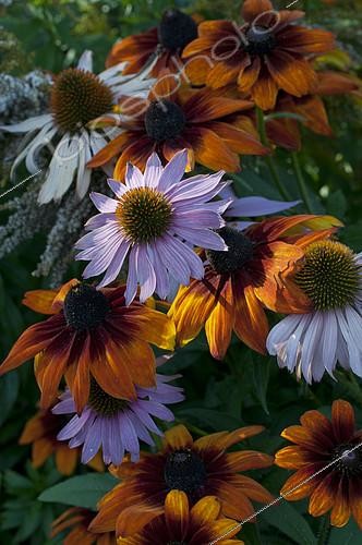 Biosphoto | 2141518 | Association de Echinacée pourpre (Echinacea purpurea) et Rudbeckie hérissée (Rudbeckia hirta) 'Autumn Colours' | &copy; Frédéric Didillon / Biosphoto