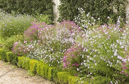 Biosphoto | 446253 | Aster | &copy; DIGIT images / Biosphoto