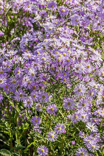 Biosphoto | 2146388 | Aster ericoides 'Pink Star' | &copy; Alain Kubacsi / Biosphoto