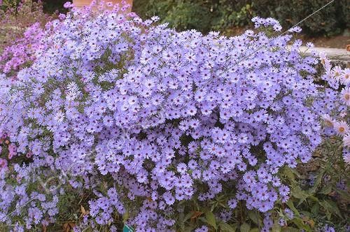 Biosphoto | 95684 | Aster 'Little Carlow' in october  | &copy; NouN / Biosphoto