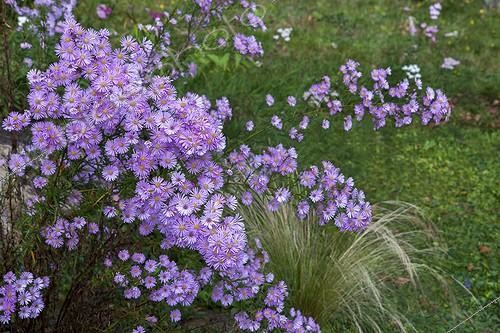 Biosphoto | 2012845 | Aster 'Pink Star' in bloom in a garden | &copy; H. Curtis / Biosphoto