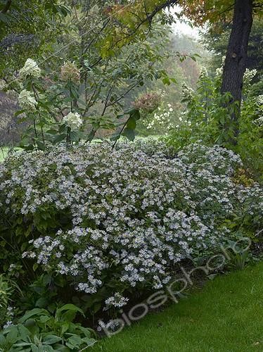 Biosphoto | 629628 | Asters and hydrangea 'White Lady' in a garden | &copy; Gilles Le Scanff & Joëlle-Caroline Mayer / Biosphoto