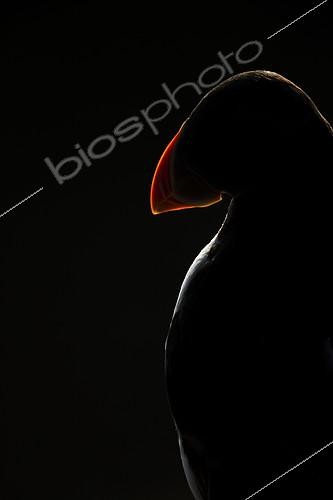 Biosphoto | 2410872 | Atlantic Puffin (Fratercula arctica). Harsh rim lighting illuminates a Puffin off the coast of Wales, UK. | &copy; Tesni Ward / Biosphoto