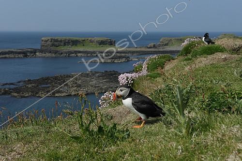 Biosphoto | 2126922 | Atlantic Puffin (Fratercula arctica) on cliff, Scotland | &copy; Christian Cabron / Biosphoto