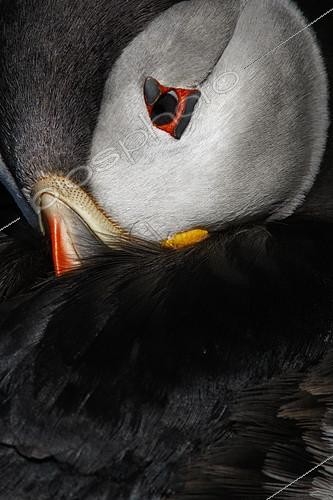 Biosphoto | 2404130 | Atlantic Puffin (Fratercula arctica), Scotland, United Kingdom | &copy; Brais Seara Fernandez / BIA / Biosphoto